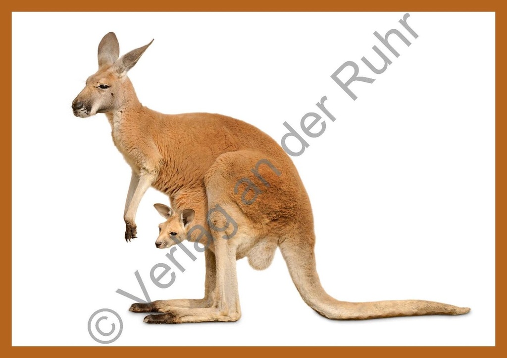 Fotos Wortschatz Zootiere